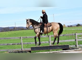 Draft Horse Blandning, Valack, 9 år, 163 cm, Gulbrun