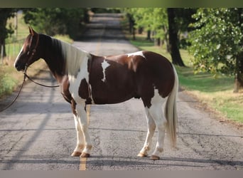 Draft Horse Blandning, Valack, 9 år, 163 cm