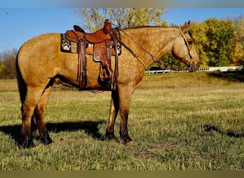 Draft Horse Blandning, Valack, 9 år, 165 cm, Gulbrun