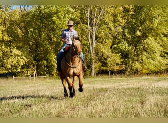 Draft Horse Blandning, Valack, 9 år, 165 cm, Gulbrun