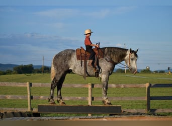 Draft Horse Blandning, Valack, 9 år, 173 cm, Grå