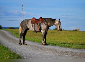 Draft Horse Blandning, Valack, 9 år, 173 cm, Grå