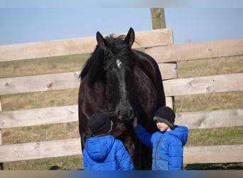 Draft Horse Blandning, Valack, 9 år, 173 cm, Svart