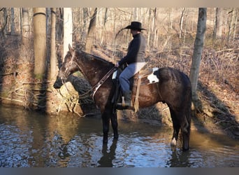 Draft Horse Blandning, Valack, 9 år, 173 cm, Svart