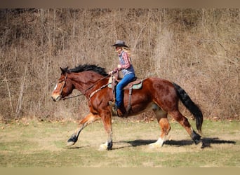 Draft Horse, Valack, 9 år, Brun