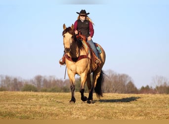 Draft Horse Blandning, Valack, 9 år, Gulbrun