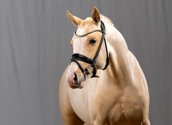 German Riding Pony, Stallion, 4 years, 14.1 hh, Palomino