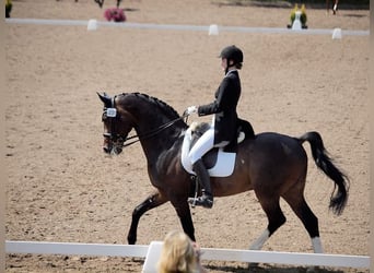 Dressage rider offering horse training near Zurich