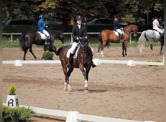 Dressage rider offering horse training near Zurich