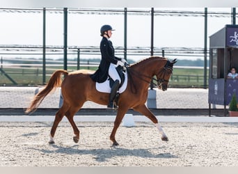 Dressage rider offering horse training near Zurich