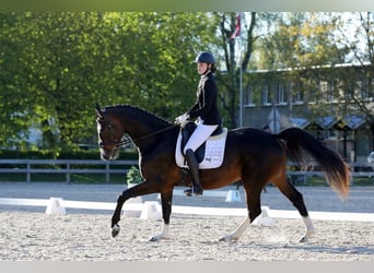 Dressage rider offering horse training near Zurich