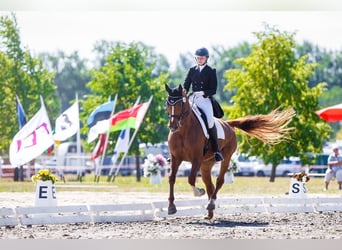 Dressage rider offering horse training near Zurich