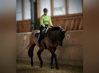 Dressurpferd sucht Reiter