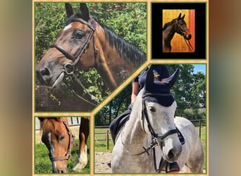 Dressurpferd zur Verfügung gesucht