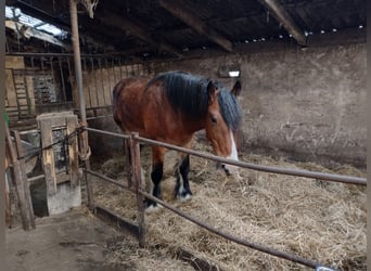 Drúm horse, Caballo castrado, 3 años, 170 cm, Castaño