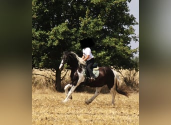 Drúm horse Mestizo, Caballo castrado, 4 años, 174 cm, Pío
