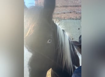 Drúm horse, Caballo castrado, 4 años, 174 cm, Pío