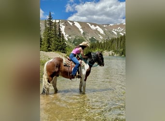 Drúm horse, Caballo castrado, 6 años, 160 cm, Tobiano-todas las-capas