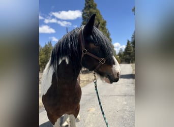 Drúm horse, Caballo castrado, 6 años, 160 cm, Tobiano-todas las-capas