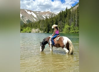 Drúm horse, Caballo castrado, 6 años, 160 cm, Tobiano-todas las-capas