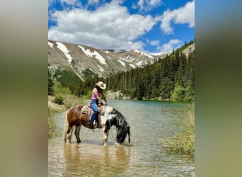 Drúm horse, Caballo castrado, 6 años, 160 cm, Tobiano-todas las-capas