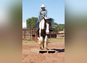 Drúm horse, Caballo castrado, 6 años, 173 cm