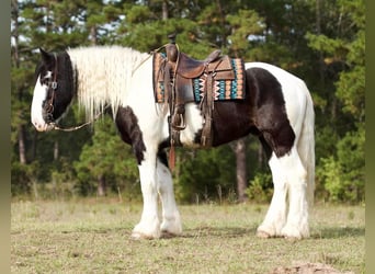 Drúm horse, Caballo castrado, 6 años, 173 cm