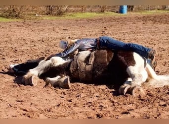 Drúm horse, Caballo castrado, 6 años, 173 cm