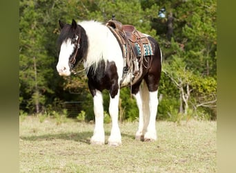 Drúm horse, Caballo castrado, 7 años, 173 cm