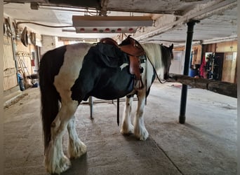 Drum Horse, Gelding, 19 years, 16.2 hh, Pinto