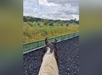 Drum Horse, Gelding, 19 years, 16,2 hh, Pinto