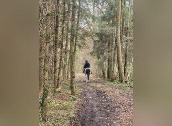 Drum Horse, Gelding, 19 years, 16,2 hh, Pinto