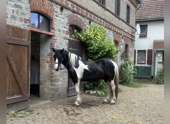 Drum Horse Mix, Gelding, 4 years, 17 hh, Pinto