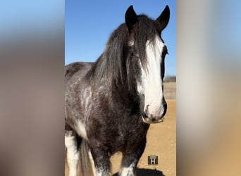 Drum Horse, Gelding, 6 years, 18 hh, Sabino