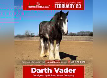 Drum Horse, Gelding, 6 years, 18 hh, Sabino