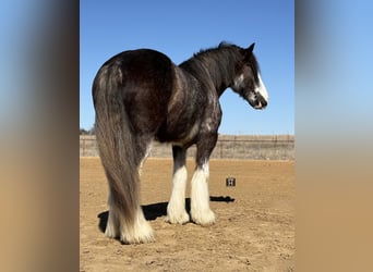 Drum Horse, Gelding, 6 years, 18 hh, Sabino