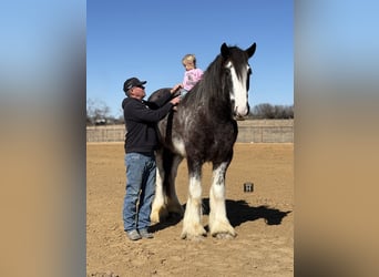 Drum Horse, Gelding, 6 years, 18 hh, Sabino