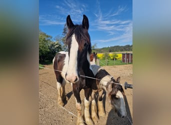 Drum-Horse, Hengst, 1 Jahr, 185 cm, Schecke