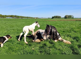 Drum Horse, Hengst, Veulen (04/2025), 160 cm, Gevlekt-paard