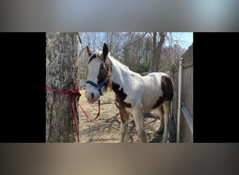 Drum-Horse, Hongre, 2 Ans, 152 cm, Tobiano-toutes couleurs