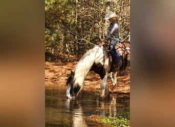Drum-Horse, Hongre, 6 Ans, 173 cm