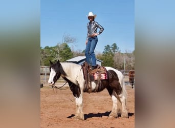 Drum-Horse, Hongre, 6 Ans, 173 cm