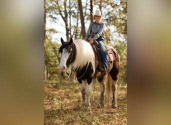 Drum-Horse, Hongre, 6 Ans, 173 cm