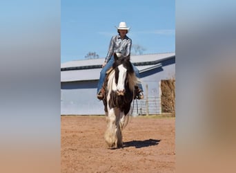 Drum-Horse, Hongre, 6 Ans, 173 cm