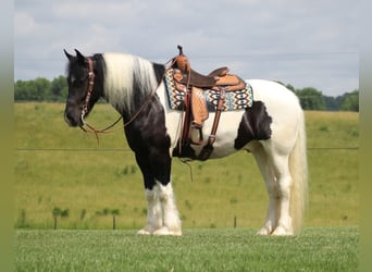 Drum-Horse, Hongre, 7 Ans, 163 cm, Tobiano-toutes couleurs