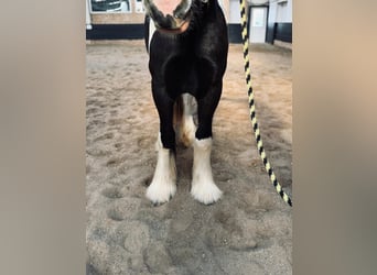 Drum-Horse, Jument, 2 Ans, 163 cm, Tobiano-toutes couleurs