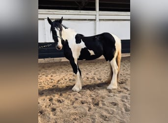Drum-Horse, Jument, 2 Ans, 163 cm, Tobiano-toutes couleurs