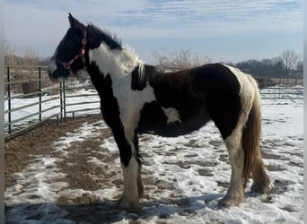 Drum-Horse, Jument, 2 Ans, 163 cm, Tobiano-toutes couleurs
