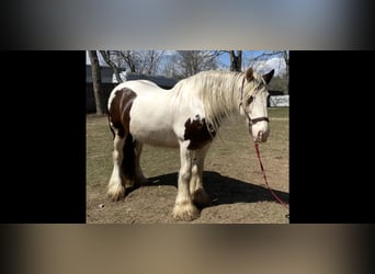 Drum-Horse, Jument, 9 Ans, 163 cm, Tobiano-toutes couleurs