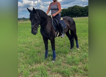 Drum Horse, Mare, 10 years, 16 hh, Black
